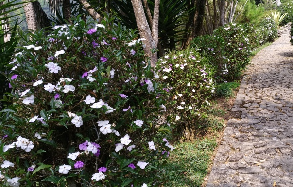 Taman Rhododendron